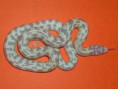 /album/king-snake/a296048-104881756330622-211936135-n-%ce%b1%ce%bd%cf%84%ce%af%ce%b3%cf%81%ce%b1%cf%86%ce%bf-jpg/
